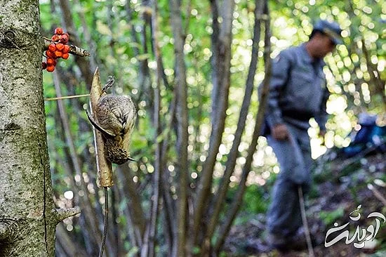 تصاویر منتخب حیات وحش در یک هفته